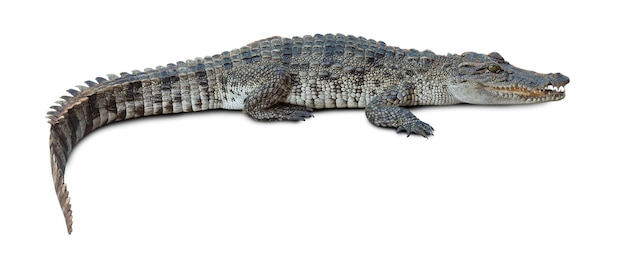 Grupo de crocodilo de vida selvagem isolado em branco