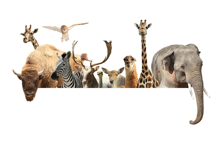 Foto grupo de diferentes animais selvagens em pé atrás do banner na colagem de fundo branco