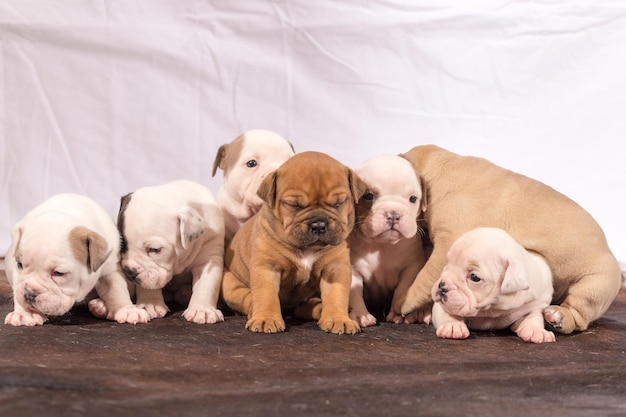 Foto grupo de dois cães