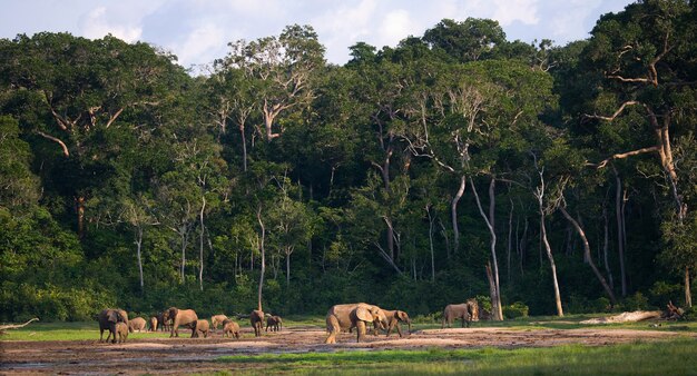 Grupo de elefantes da floresta na orla da floresta