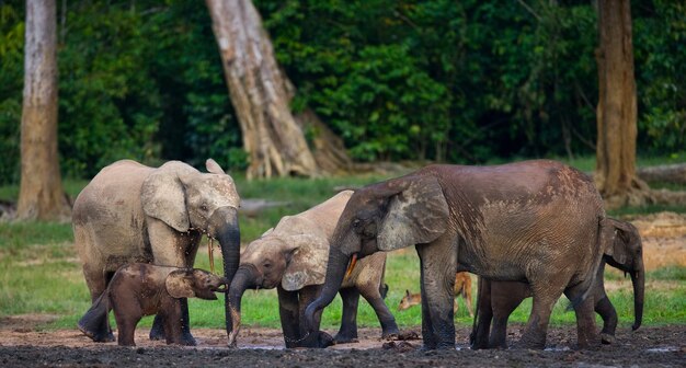 Grupo de elefantes da floresta na orla da floresta