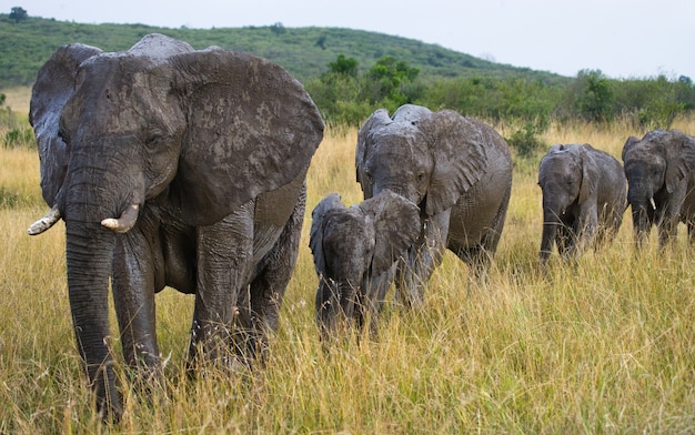 Grupo de elefantes está caminhando na savana.