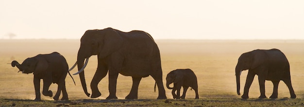 Grupo de elefantes está caminhando na savana.