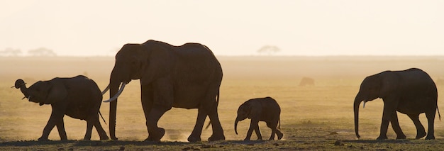 Grupo de elefantes está caminhando na savana.