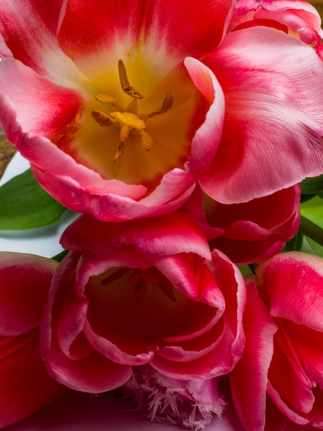 Grupo de elegantes tulipas de primavera de cor rosa rosa Conceito de cartão de saudação de cartão de felicitações