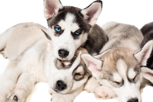 Grupo de filhotes de husky siberiano felizes em branco