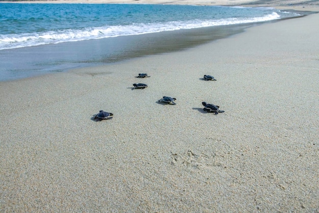 Grupo de filhotes de tartarugas marinhas são soltos no oceano