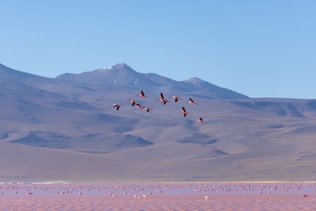 Grupo de flamingo rosa voando sobre o lago de sal