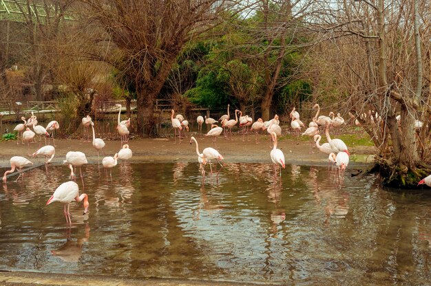 Grupo de flamingos caminhando em um lago em um dia ensolarado