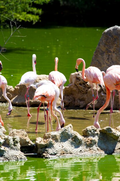 Foto grupo de flamingos caribenhos na água