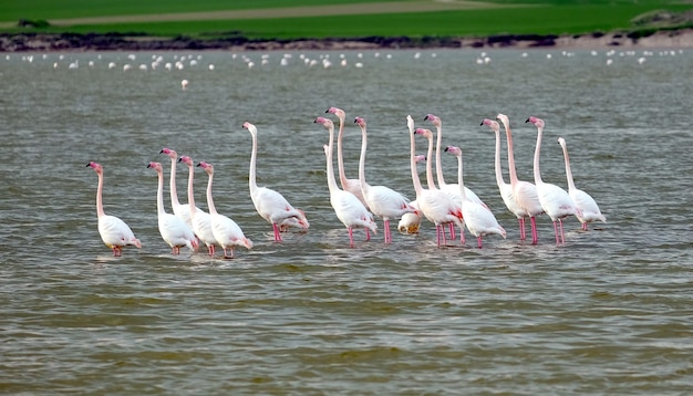 Grupo de flamingos cor-de-rosa no Lago Salgado em Larnaca, Chipre, descansa após o voo de inverno