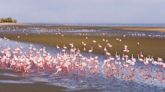 Grupo de flamingos cor-de-rosa no mar em Walvis Bay, Namíbia, África.