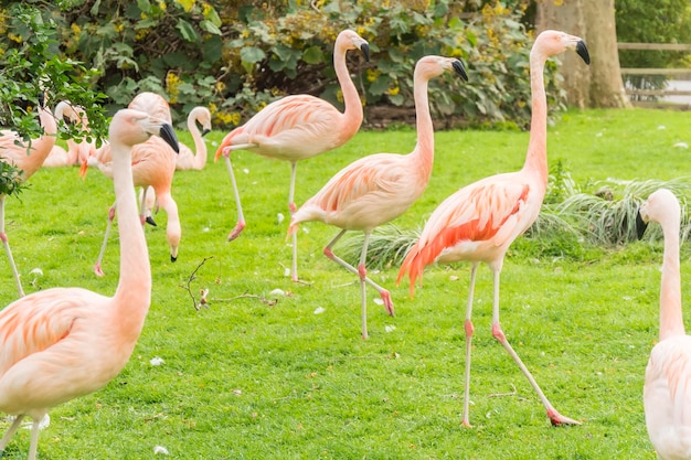 Grupo de flamingos em uma pradaria phoenicopterus chilensis