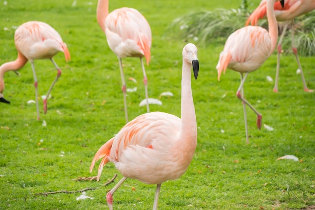 Grupo de flamingos em uma pradaria Phoenicopterus chilensis