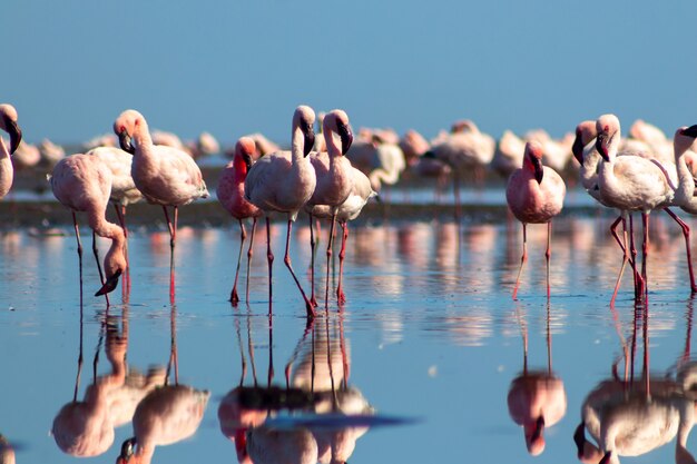 Grupo de flamingos rosa africanos caminhando ao redor da lagoa azul