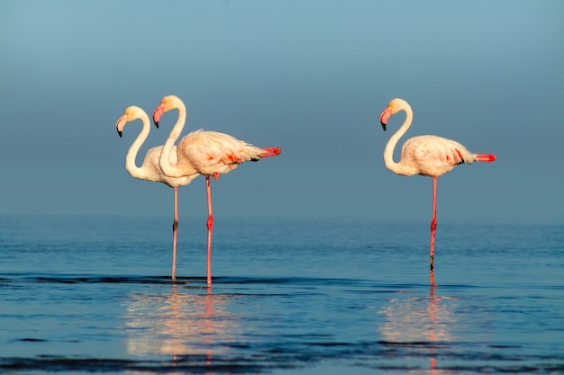 Grupo de flamingos rosa africanos caminhando ao redor da lagoa azul