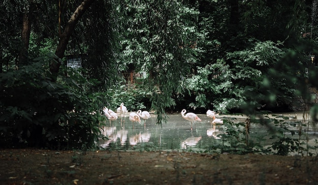Grupo de flamingos vermelhos no lago do zoológico