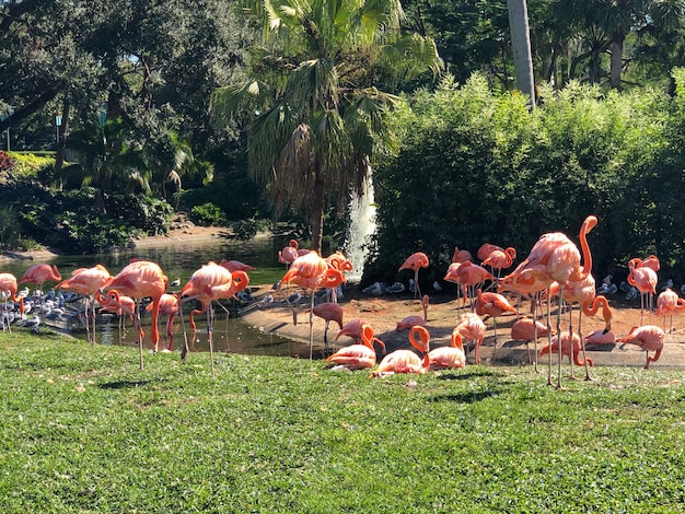 Grupo de flamingos