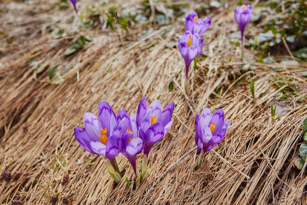 Grupo de flor de açafrão