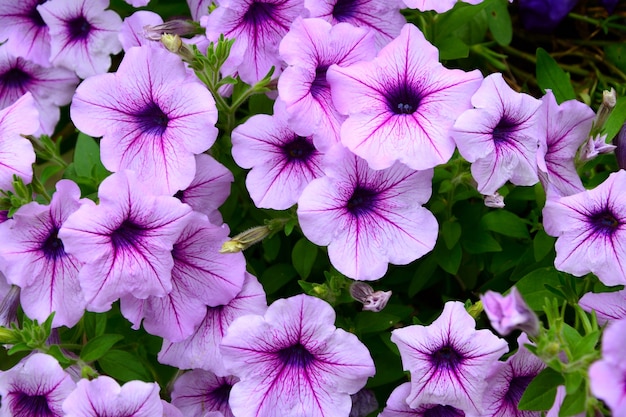 Grupo de flor roxa de petúnia no ramo