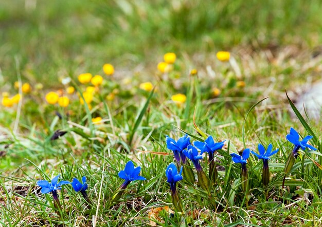 Grupo de flores alpinas azuis em um prado de verão