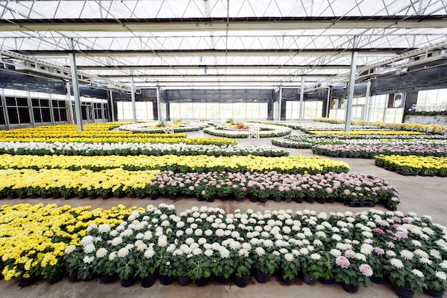 Grupo de flores coloridas em casa de vidro