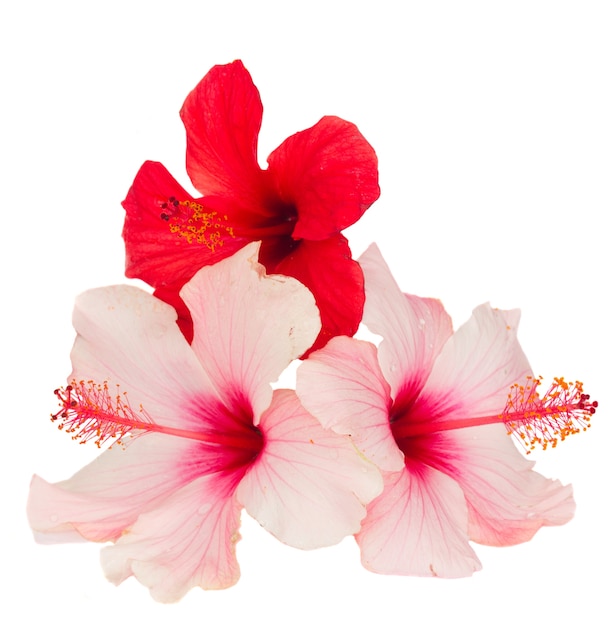 Grupo de flores de hibisco vermelho e rosa isoladas