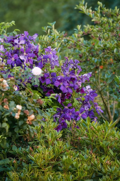 Grupo de flores de videira de clematis roxas vibrantes florescendo em um arbusto verde exuberante Vista de delicadas plantas frescas crescendo florescendo e florescendo em um campo remoto e floresta ou jardim doméstico e quintal