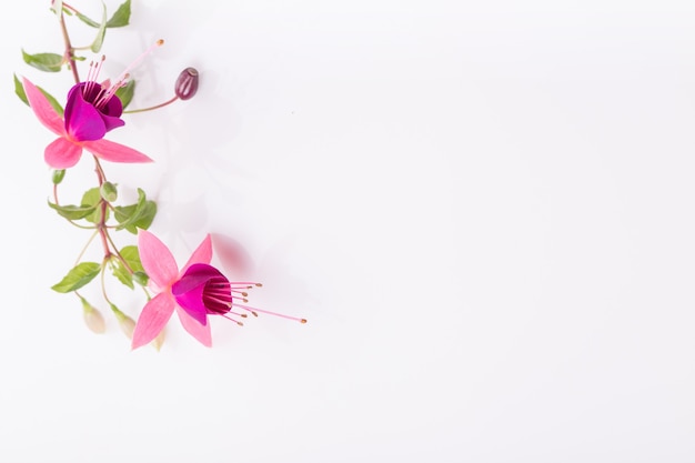 Grupo de flores rosa fúcsia isoladas no branco. Vista superior aérea, configuração plana. Copie o espaço. Aniversário, mãe, dia dos namorados, mulheres, conceito do dia do casamento.