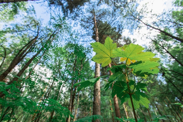 Grupo de folha verde e céu