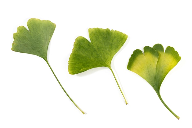 Grupo de folhas de Gingko Biloba isoladas em fundo branco