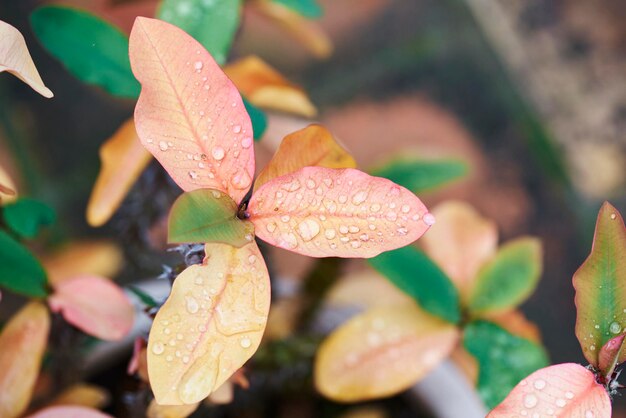 Grupo de fundo de folhas rosa molhadas com gotas de chuva em um dia frio de outono