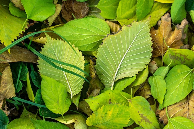 Grupo de fundo folhas de outono laranja