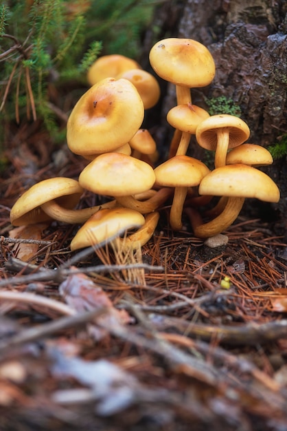 Grupo de fungos de cogumelos bonitos, agarics do mel kuehneromyces mutabilis na floresta selvagem do verão.