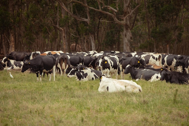 Grupo de gado visto no campo