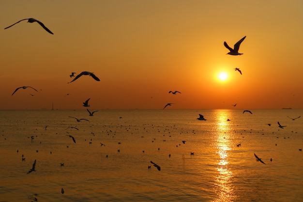 Grupo de gaivotas de silhueta voando sobre o mar no céu crepuscular ao pôr do sol