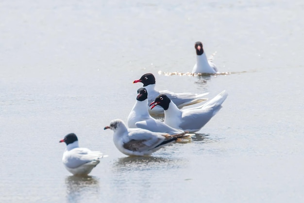 Grupo de gaivotas do Mediterrâneo flutuando na água
