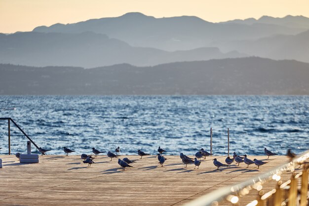 Grupo de gaivotas no cais pequeno ao pôr do sol