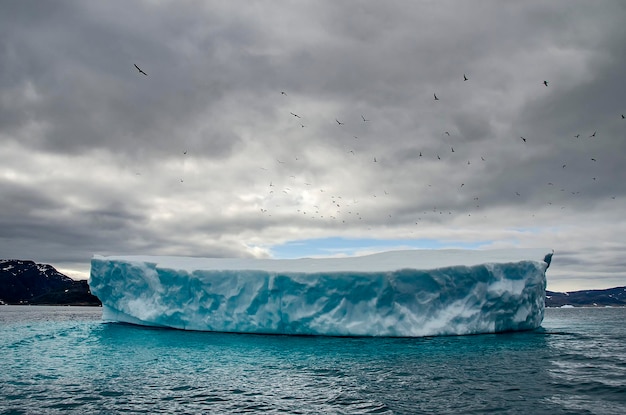 Grupo de gaivotas voando sobre um grande iceberg