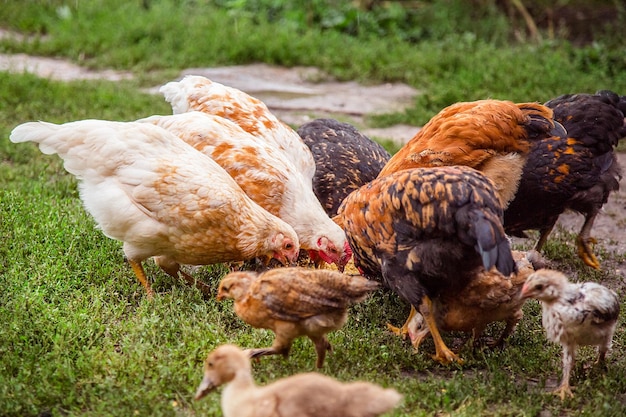 Grupo de galinhas fechadas Galinhas adultas, galos, perus, galinhas adolescentes, na fazenda
