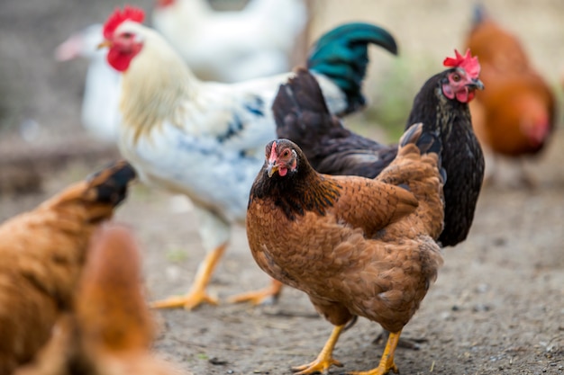 Grupo de galinhas vermelhas e pretas saudáveis crescidas e alimentação de passeio exterior do galo branco grande no pátio das aves domésticas no dia ensolarado brilhante.