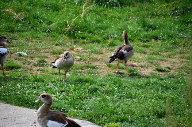 grupo de gansos selvagens andando na grama verde isolada, close-up