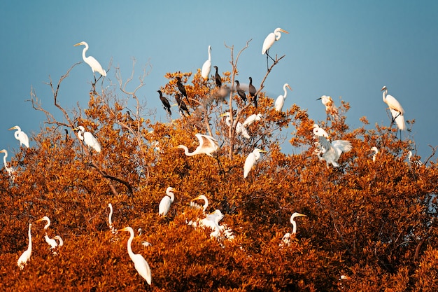 Grupo de garças na água das florestas da Tailândia