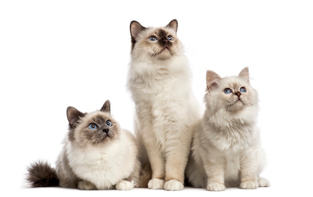 Grupo de gatos Birman sentado em uma fileira