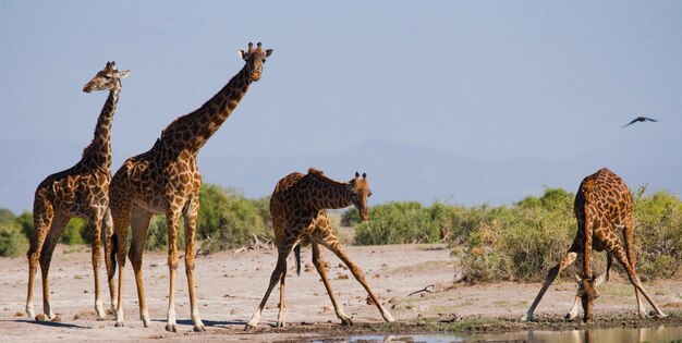 Grupo de girafas na rega.