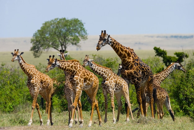 Grupo de girafas na savana