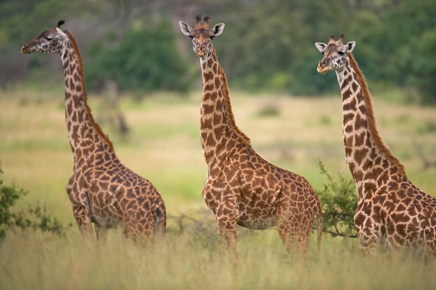 Grupo de girafas na savana.