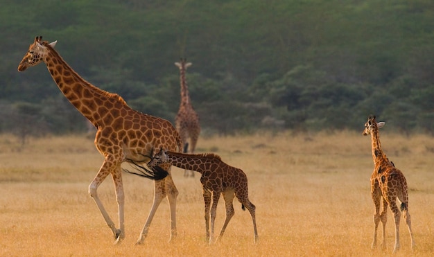 Grupo de girafas na savana.