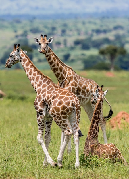 Grupo de girafas na savana.