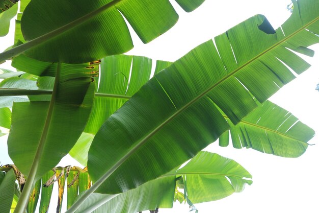 Grupo de grandes folhas verdes de bananeira de palmeira exótica ao sol sobre fundo branco Folhagem de plantas tropicais com textura visível